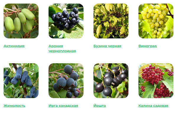 Хотите приобрести здоровые и крепкие саженцы?