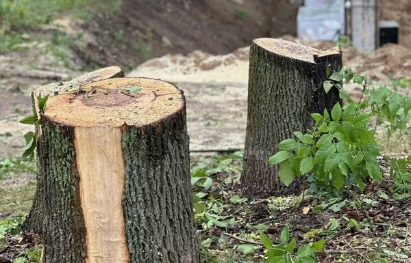 Корчевание пней на участках, кладбищах в Казани