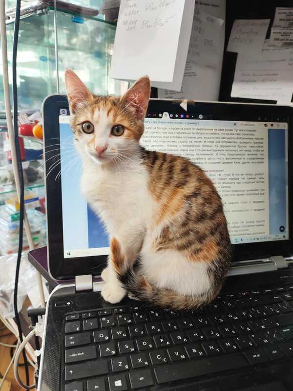 Красивые и умные котята, ищут тёплый дом